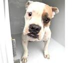 Small American Bulldog
