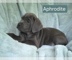 Small #2 Cane Corso