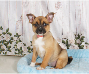 Pom-A-Pug Puppy for sale in PENNS CREEK, PA, USA