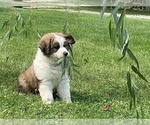 Small Photo #3 Great Bernese Puppy For Sale in HEYWORTH, IL, USA