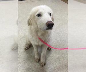 Great Pyrenees Dogs for adoption in Riverside, CA, USA