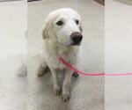 Small Great Pyrenees