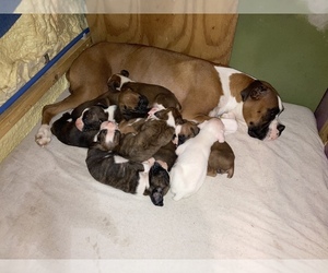 Mother of the Boxer puppies born on 01/16/2023