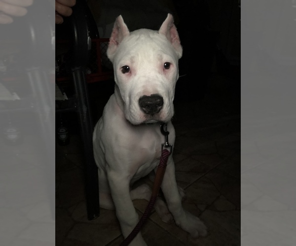 Medium Photo #4 Dogo Argentino Puppy For Sale in DORAL, FL, USA