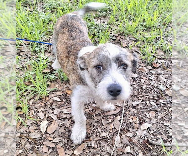 Medium Photo #3 Cairn Terrier-Petit Basset Griffon Vendeen Mix Puppy For Sale in Missouri City, TX, USA