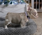 Small #2 French Bulldog