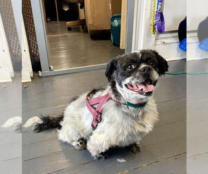 Shih Tzu-Unknown Mix Dogs for adoption in Mooresville, NC, USA