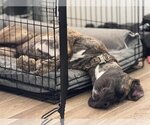 Small Photo #7 Great Dane Puppy For Sale in Goodyear, AZ, USA