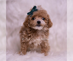 Small Photo #28 Maltipoo (Miniature) Puppy For Sale in WARSAW, IN, USA