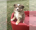 Small Photo #8 Miniature Australian Shepherd Puppy For Sale in BOWLING GREEN, KY, USA