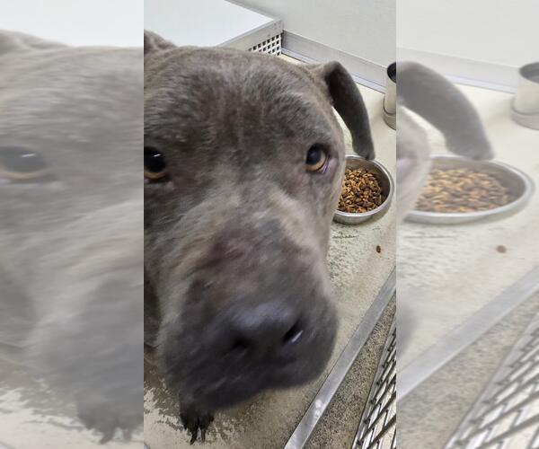 Medium Photo #1 Mutt Puppy For Sale in Mobile, AL, USA