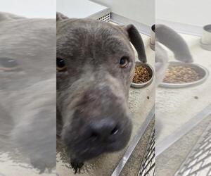 Mutt Dogs for adoption in Mobile, AL, USA