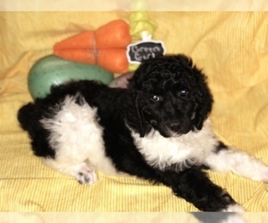 Poodle (Standard) Puppy for sale in BELLA VISTA, AR, USA
