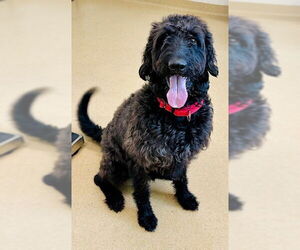 Labradoodle Dogs for adoption in Derwood, MD, USA
