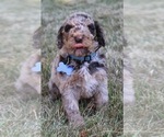 Small Photo #48 Goldendoodle Puppy For Sale in HOWARD CITY, MI, USA