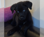 Small #6 Mutt