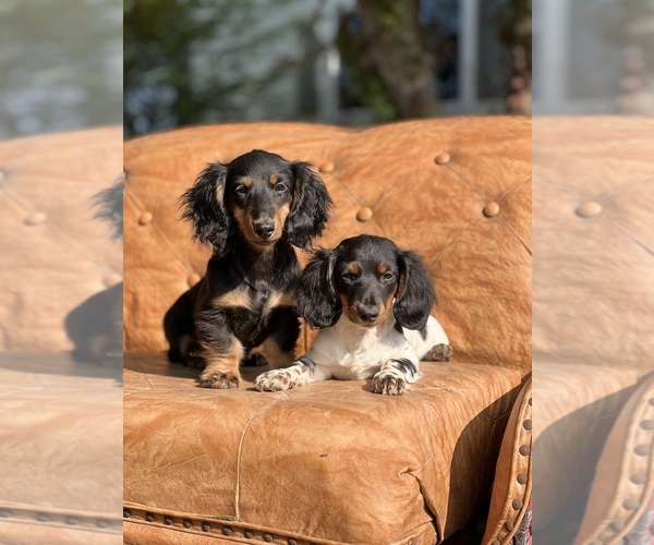 Medium Photo #1 Dachshund Puppy For Sale in NILES, MI, USA