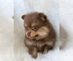 Small #2 Pomeranian