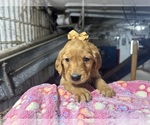 Small #3 Golden Retriever