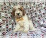 Small #1 Cavapoo