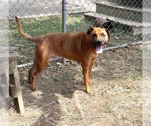 Black Mouth Cur-Unknown Mix Dogs for adoption in Tulsa, OK, USA