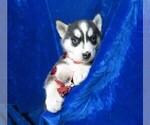 Small Photo #3 Siberian Husky Puppy For Sale in GROVESPRING, MO, USA