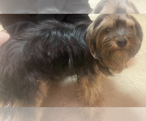 Mother of the Yorkshire Terrier puppies born on 05/25/2025