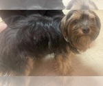 Small Photo #1 Yorkshire Terrier Puppy For Sale in ALBERTA, VA, USA