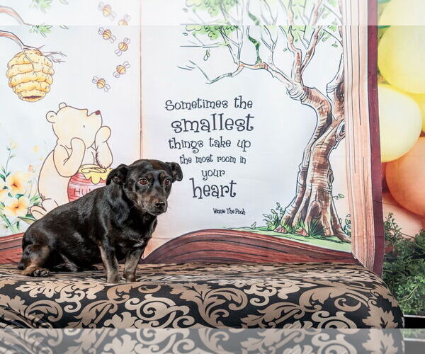 Medium Photo #3 Dorgi Puppy For Sale in Pittsburg, CA, USA