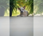 Small Photo #2 Australian Cattle Dog Puppy For Sale in PILOT, VA, USA