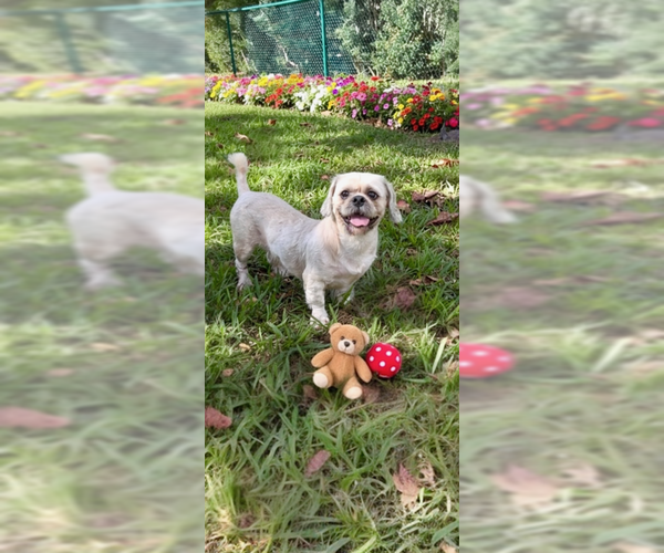 Medium Photo #2 Shih Tzu Puppy For Sale in Weston, FL, USA