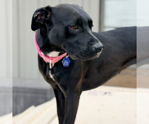 Blacklit Canopy - Female Mutt Dog for Adoption - Photo #4