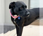 Small Photo #4 Mutt Puppy For Sale in Fargo, ND, USA