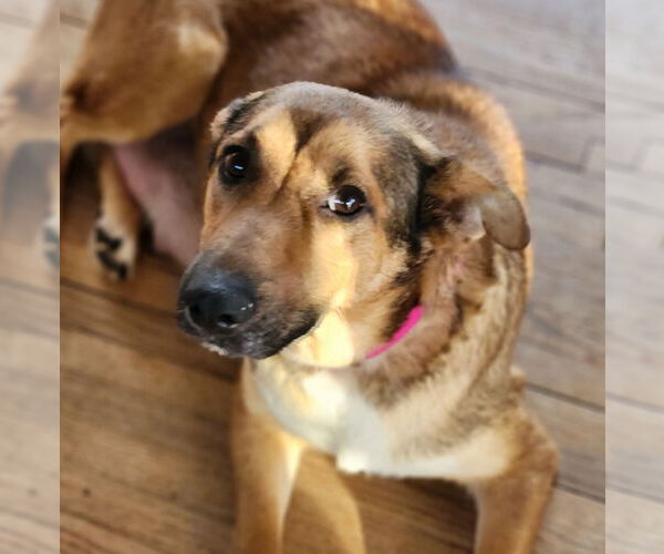 Medium Photo #5 Mutt Puppy For Sale in Brooklyn Center, MN, USA