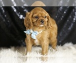 Small Cavalier King Charles Spaniel