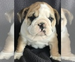 Small Photo #5 English Bulldog Puppy For Sale in BOWLING GREEN, KY, USA
