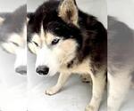Small Siberian Husky