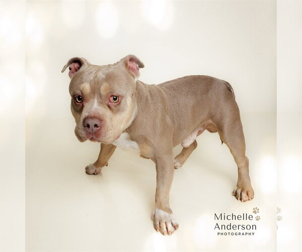 Medium Photo #1 American Staffordshire Terrier Puppy For Sale in Corona, CA, USA