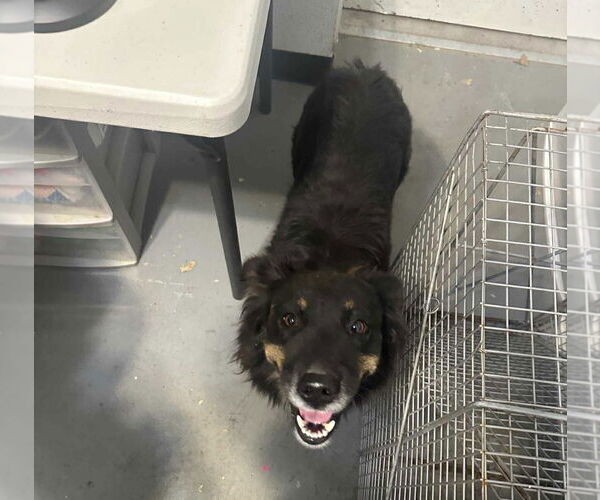 Medium Photo #5 Australian Shepherd-Unknown Mix Puppy For Sale in Grafton, WI, USA