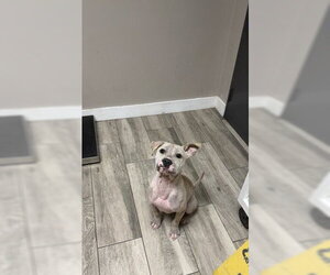 LEONA- IN FOSTER - Female Mutt Dog for Adoption - Photo #2