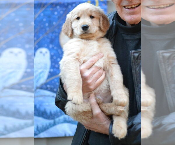 Medium Photo #4 Golden Retriever Puppy For Sale in Enfield, CT, USA
