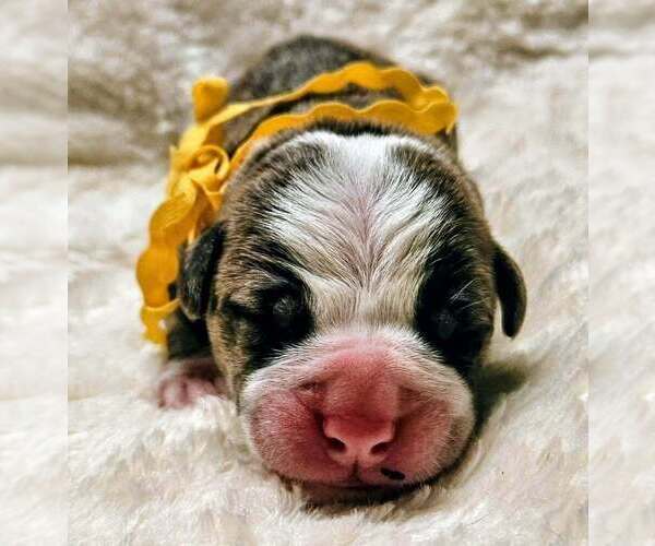 Medium Photo #2 Alapaha Blue Blood Bulldog Puppy For Sale in SHELOCTA, PA, USA
