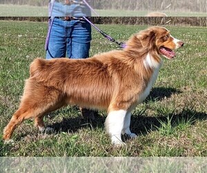 Australian Shepherd Puppy for Sale in ELKTON, Kentucky USA
