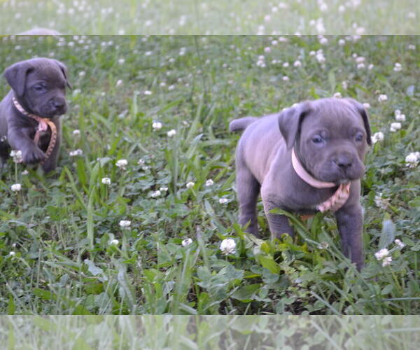 Medium Photo #6 Cane Corso Puppy For Sale in BROOK COVE, NC, USA