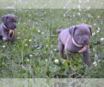 Small Photo #6 Cane Corso Puppy For Sale in BROOK COVE, NC, USA
