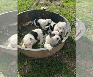 Border Collie Puppy for sale in MC DANIELS, KY, USA