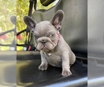 Small #5 French Bulldog