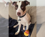 Small #2 American Pit Bull Terrier-Rat Terrier Mix