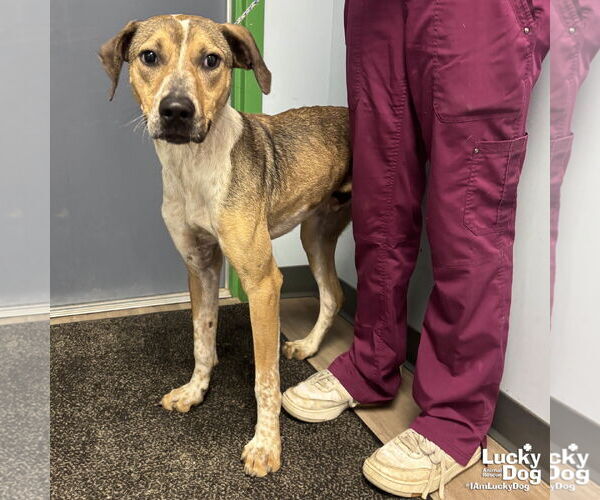 Medium Photo #3 Mutt Puppy For Sale in Washington, DC, USA