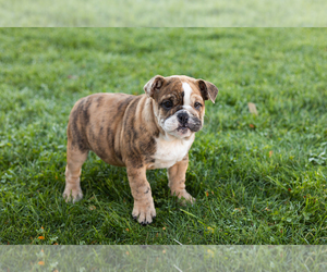 English Bulldog Puppy for sale in BOURBON, IN, USA